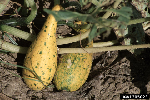 Yellow search with green spots caused by a mosaic virus.