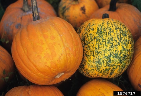 Two pumpkins in a pile, both with circles and spots of discoloration.