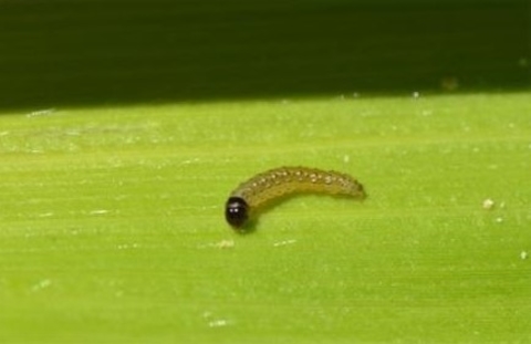 1st instar European corn borer larva