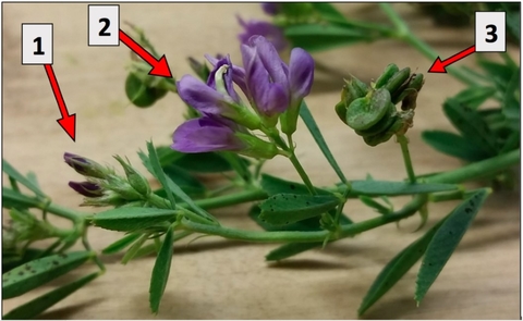 An alfalfa branch with a closed purple flower, an open purple flower and a cluster of green seeds (seed pod).