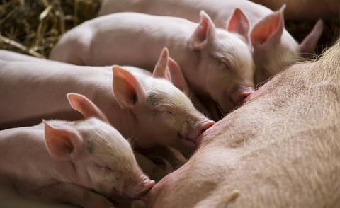 Organic pigs nursing