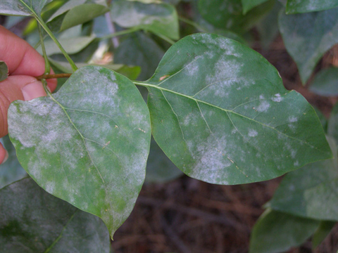 White growth on lilac leaves from powdery mildew