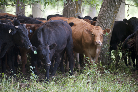 Cattle grazing among some trees.