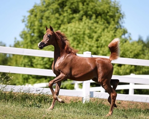A brown Arabian filly horse trotting in a fenced in pasture.