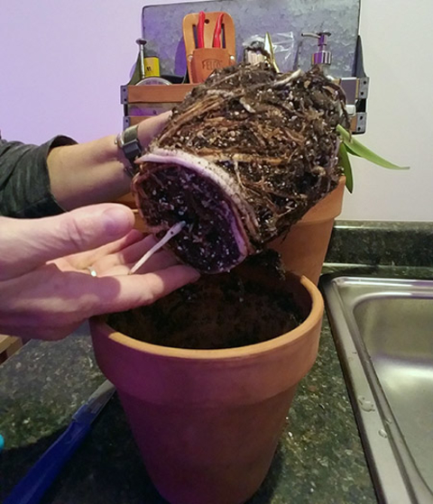 root ball of an amaryllis plant removed from terracotta pot.