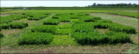 Green alfalfa plots with different levels of maturity