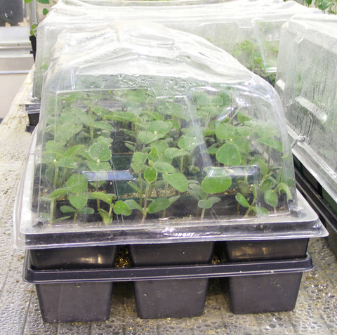 Plastic domes with seedlings growing inside