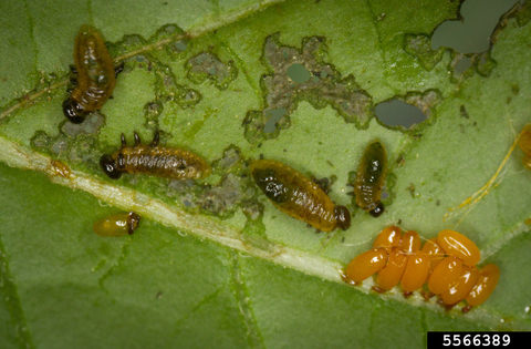 Green larvae feed on the underside of a leaf next to oval orange eggs.