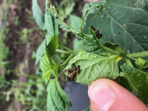 Groups of green three-lined leaf beetle larvae feeding on the underside of tomatillo leaves.