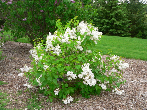 Pruned lilac plant with white flowers and green leaves.