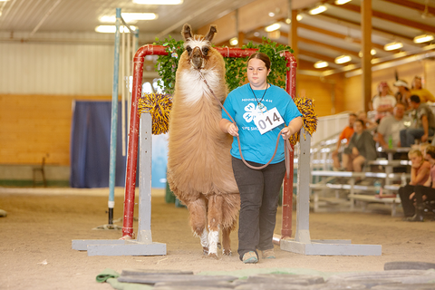 A girl showing her llama exhibit at the state fair.