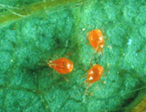Orange mites on a leaf