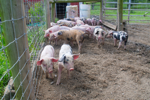 Pigs housed outside in a fenced in dirt lot
