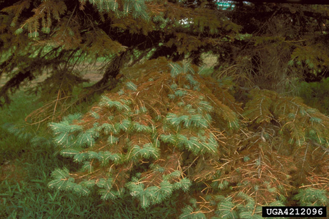 Spruce branches with brown needles