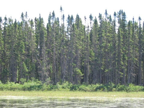 Black spruce forest