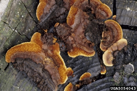 Orange mushroom-like structures on black, decayed wood