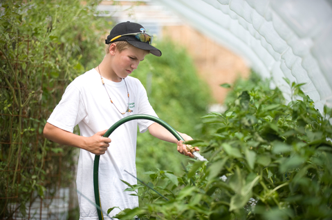 Boy watering tomatoes in greenhouse