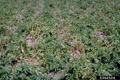 A field of potatoes with wilted plants.