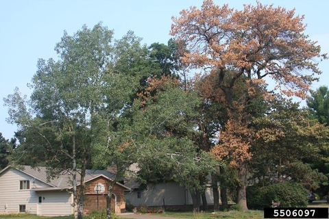 Two mature oak trees grow side-by-side, one with brown leaves due to oak wilt.