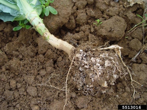 The base of a collard plant with a severely clubbed root system.