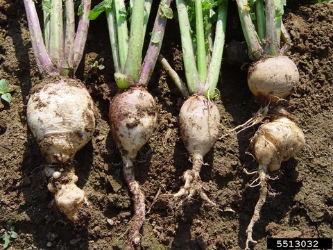 Four distorted and misshapen turnips laying on the soil.
