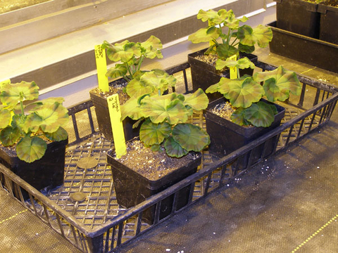 Seedling transplants in containers on a tray
