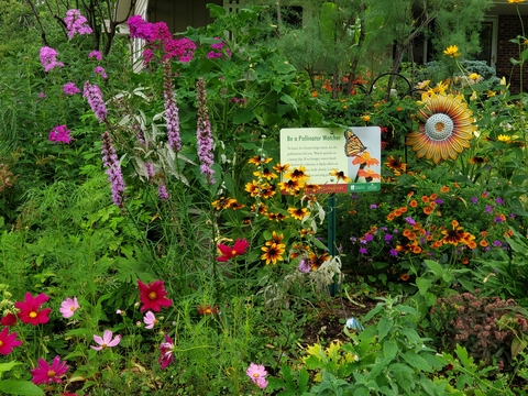 Blooming pollinator garden in Anoka County