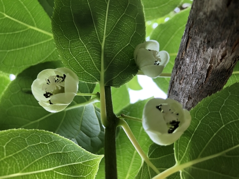 White kiwiberry flowers with white stigmas and black anthers.