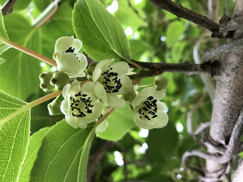 White male kiwiberry flowers with many black anthers