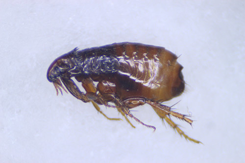 Close-up image of adult flea