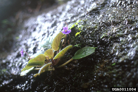 Small green plant with purple flower growing from a rock crevice.