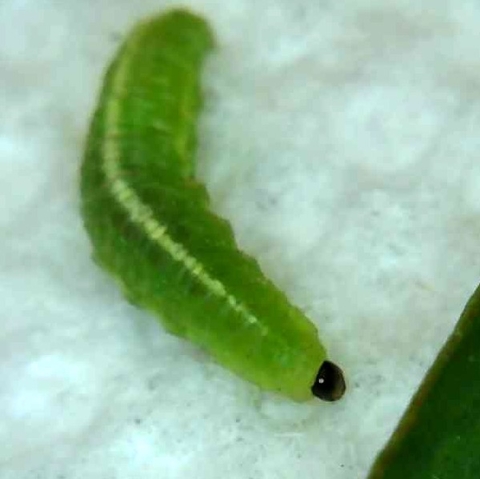 green larva with white stripe down its back and dark head