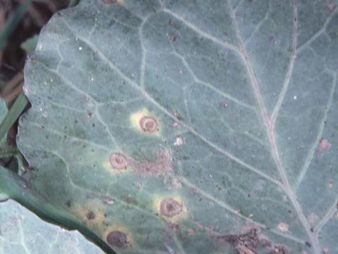 Closeup photo of cabbage leaves. There are round brown spots with concentric rings, surrounded by yellow halos.