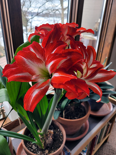 Red and white lily-like flowers amidst other plants by a large window.
