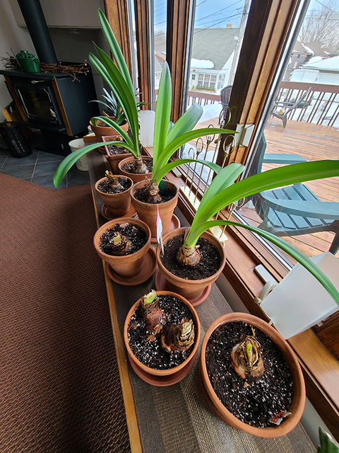 A number of terracotta pots with amaryllis bulbs in various stages of growth on a window sill.