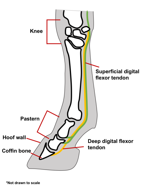 Diagram of horse knee and hoof.