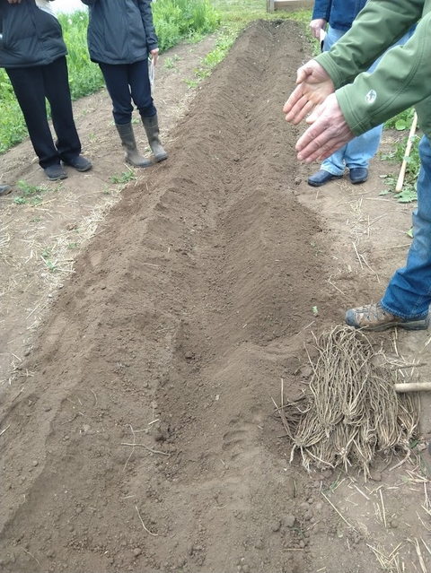 Photo of asparagus being planted 