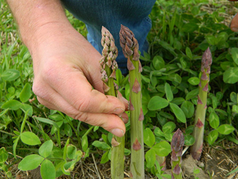 Comparing two asparagus spears