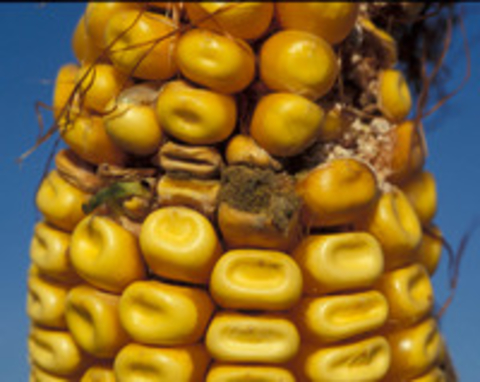 Aspergillus ear rot on corn