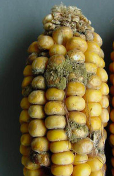 Aspergillus ear rot on corn 