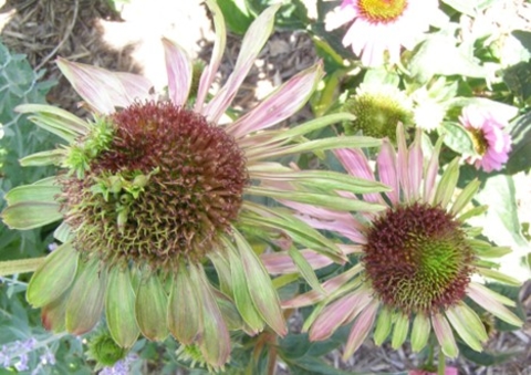 Flower affected by aster yellows.