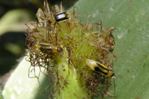 Western corn rootworm beetles