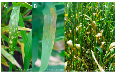 Stages of bacterial leaf streak infection