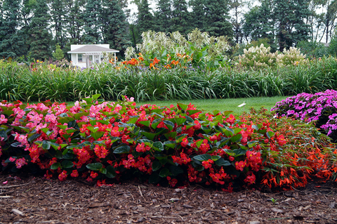 Large, bushy row of begonias in pink to red in a garden with other flowers and plants in the background.