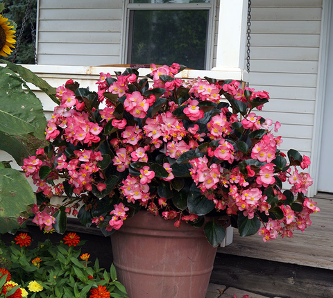 Large pot of pink begonias in front of a house porch with other flowering plants near by.