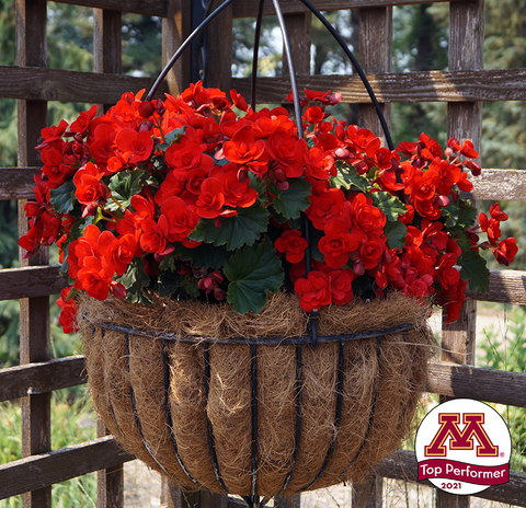 Hanging basket of red begonias with University of Minnesota "Top Performer 2021" logo.