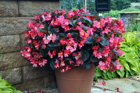 Large pot of pink begonias in front of a stone retaining wall.