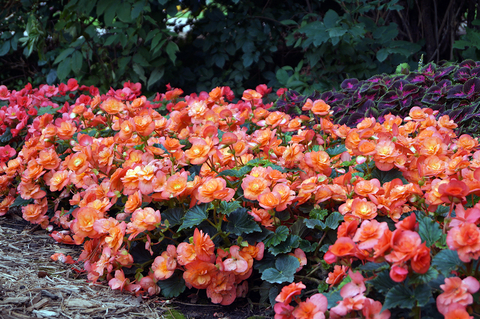 Row of begonias, peach with yellow centers and dark green leaves, near a wooded area.