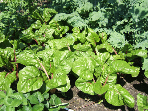 Green Swiss chard plants with pink stems