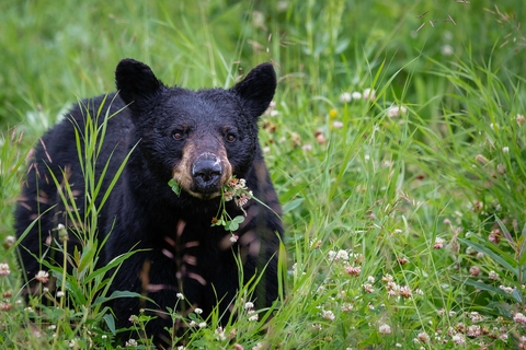 Black bear eating plants in a field